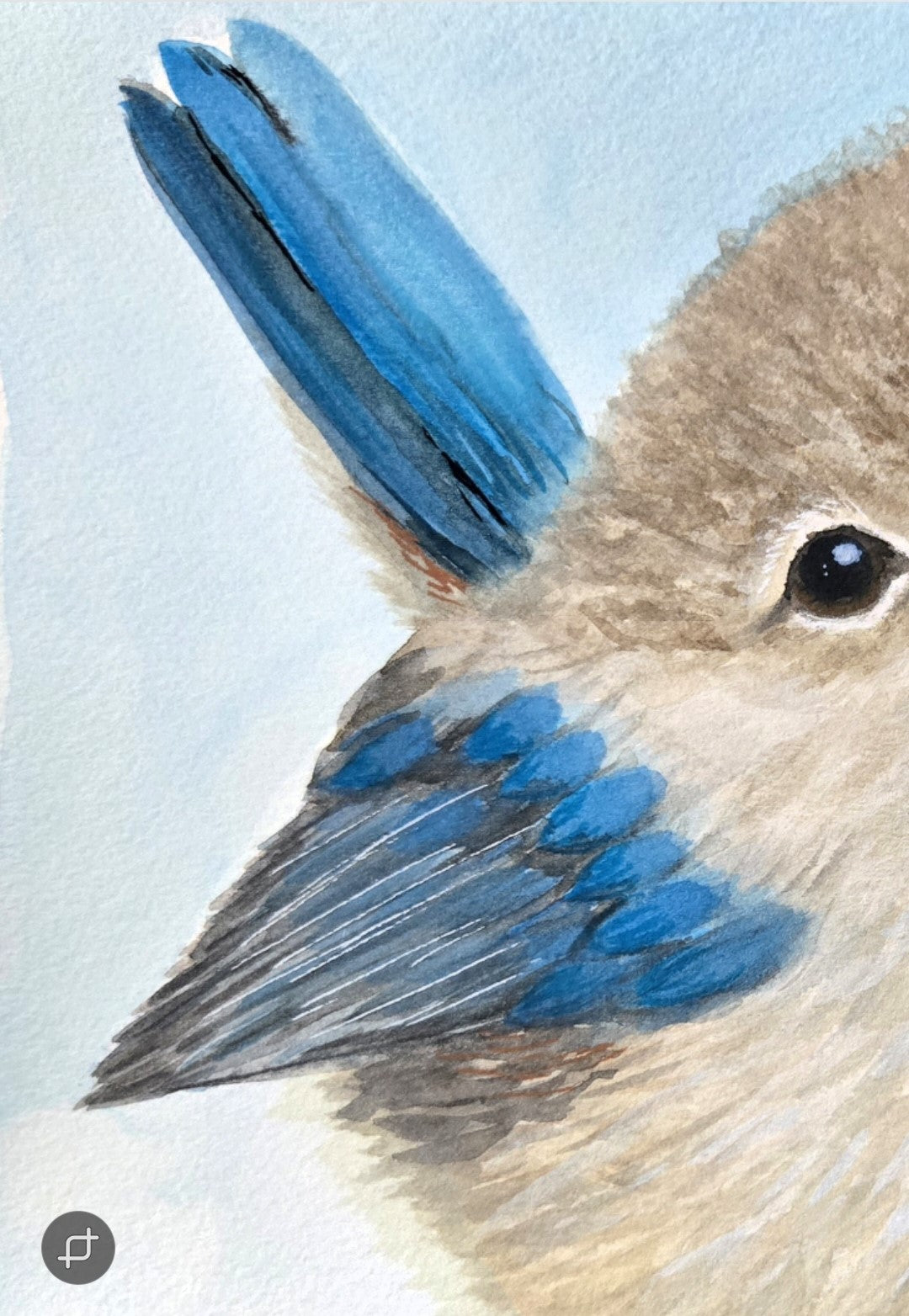 Close up of the Bluebird Whispers original watercolor painting by Paula A. Chavers, delicate blue bird illustration, 9x12 bird wall art for modern and illuminated spaces.