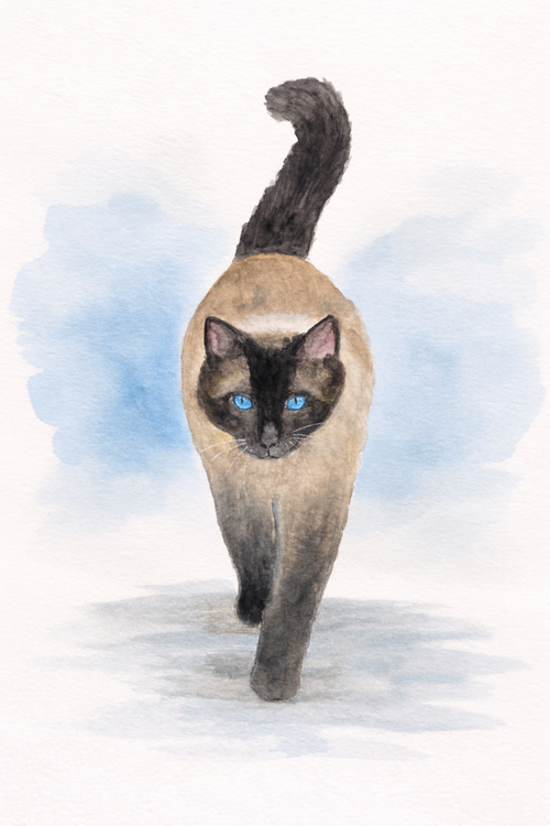 Original watercolor painting of an elegant Siamese cat with bright blue eyes walking forward against a soft blue watercolor background, painted by Paula A. Chavers.